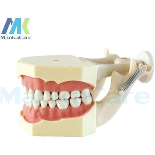 Manka Care - SF Type Study Model/32 pcs Tooth/Soft Gum/Screw fixed/ DP Articulator Oral Model Teeth Tooth Model
