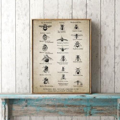 Vintage Bees Poster Bumblebees Flies Print Insect Illustration Entomology Wall Art Canvas Painting Education Science Wall Decor