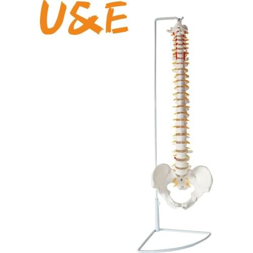 45cm Life Size 1:1 Human Spinal Column Vertebral Lumbar Curve Model Anatomical Model Anatomy Spine Model Medical