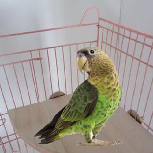 Bird Toys Parrot Wood Platform Stand Hamster Fan Pedal Perch Standing Board Branch Perches for Bird Cage Small Pet Toy Supplies