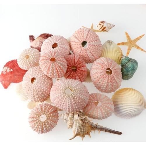 2/4 / 6Pcs Natural Sea Urchin Pink Sea Urchin Shell Design Conch Beach Wedding Decoration DIY Home Decoration 3.5-5cm
