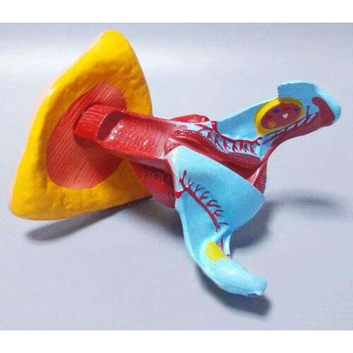 Female internal and external genital model, reproductive system, uterine and ovarian model, structural education