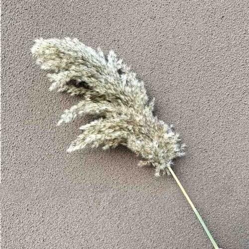 20/25 pcs Free shipping wedding pampas grass flower bunch natural dried flower reed pampas grass raw color home decor