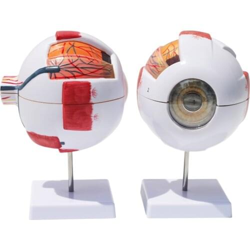 Human eyeball model 6 times magnification eye ENT structure anatomy teaching instrument eyeball