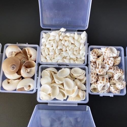 Natural Shell 1-3cm 1 BOX Natural Conch Shells Mini Conch Corn Screw Wall Decoration DIY Aquarium Landscape Seashells starfish