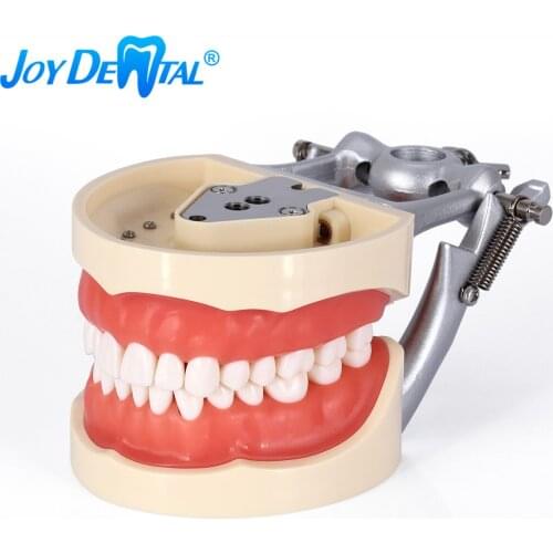Articulated Dental Tooth Model M8012 Teaching Demonstration With Removable 32 Pieces Teeth Anatomical Screw Mounted