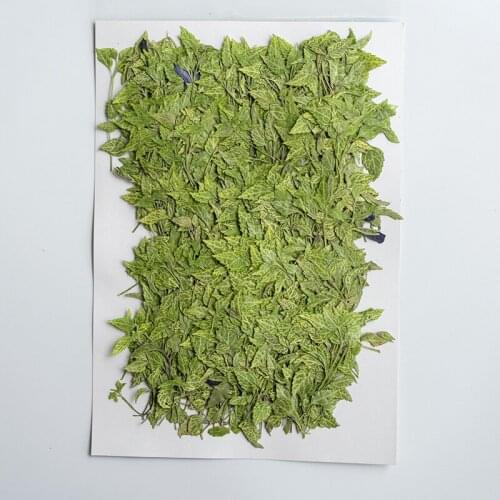 250pcs Pressed Dried Flower Green Leaf With Stem Herbarium Epoxy Jewelry Bookmark Phone Case Makeup Nail Art Craft DIY