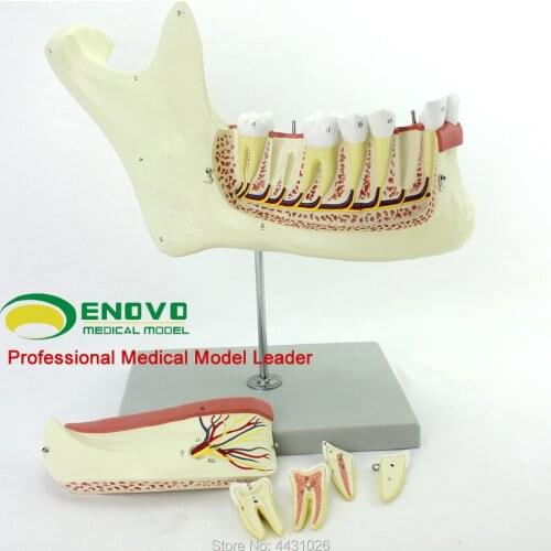 ENOVO Anatomy model of mandible anatomy model of mandible anatomy model