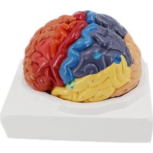 Medical Teaching Human Color Brain Functional Structure Model