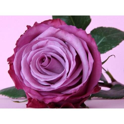 Flower Rose Embroidery 11CT Cross Stitch Kits Craft Needlework Set Cotton Thread Printed Canvas Home Decoration Dropshipping