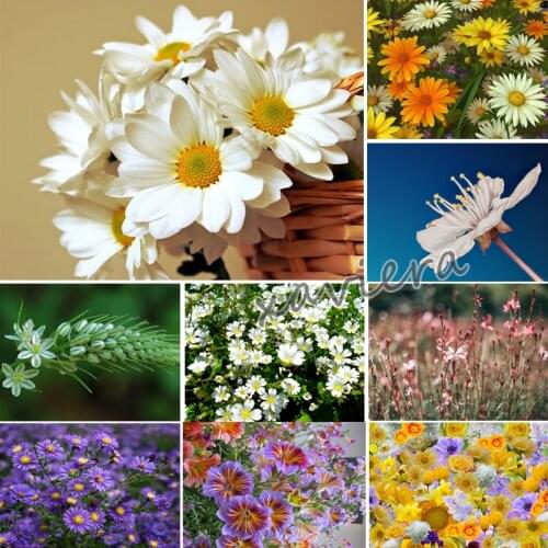 Xaviera 5D DIY Diamond Painting Flower Daisy Natural Landscape Full Drill Cross Stitch Mosaic Embroidery Pictures Of Rhinestones