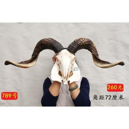 Head Arts Crafts Natural sheep skull head specimens pendant Tibetan really crafts jewelry ornaments factory Home Furnishing tau