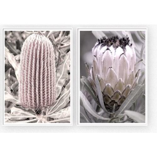Protea King Flower Poster Nordic Wall Art Bulsh Canvas Plant Posters And Prints Painting Pictures For Living Room Modern