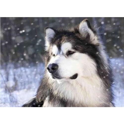 Full Square Round DIY 5D Diamond Painting Alaskan Malamute Diamond Embroidery Sale pictures of Rhinestones Mosaic Decor FG2106