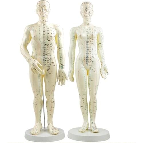 Acupuncture Model 50cm Male female with Base Human acupuncture meridians model Acupuncture Starter Kit