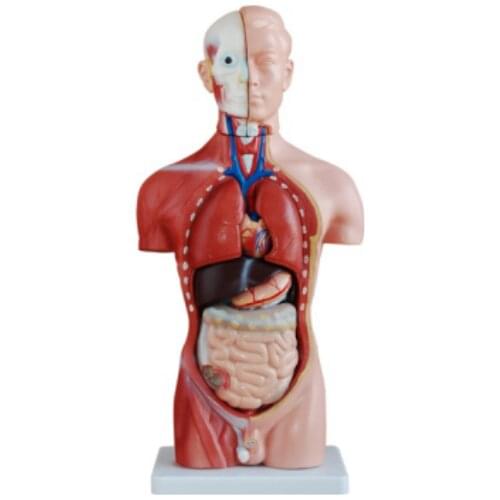 Half-Body Male Torso Mannequin (13 Parts)42cm BIX-A1037 WBW302