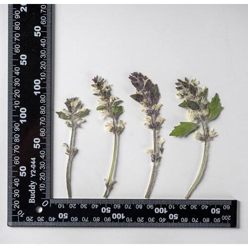 120pcs Pressed Dried Flower Ajuga Ciliata Bunge Herbarium For Epoxy Jewelry Bookmark Phone Case Makeup Nail Art Craft DIY