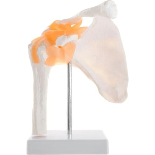 1:1 Functional Anatomical Life Size Human Anatomy Skeleton Shoulder Joint Bone Muscle Model For Teaching