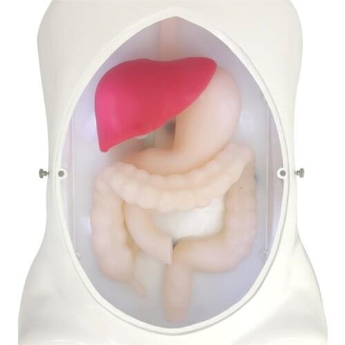 Laparoscopic surgery simulation training model Stomach duodenum liver biliary colon appendix