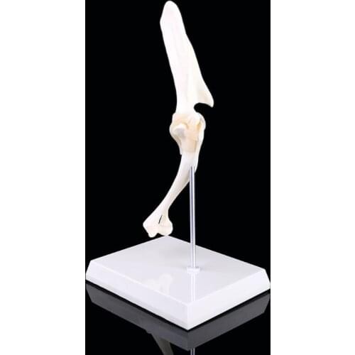 Dog Canine Shoulder Joint Model Veterinary Teaching Research Skeleton Animal Display Halloween Gift