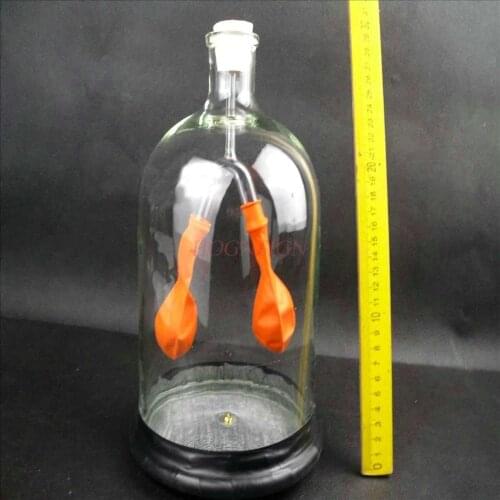 Science small production materials Diaphragm exercise simulator Middle school biological experimental equipment model Junior