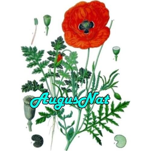Flower diamond painting poppy 5d daimond embroidery full square floral daimont painting puzzle picture diamant drawing decal art