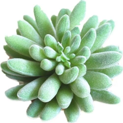 Artificial Succulents Plants PVC Mini Grass Artificial Plants DIY Flower Arrangement Accessories Fake Plants Home Garden Decor