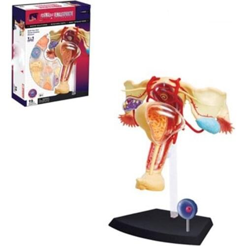 1:1 Mini Human Female reproductive organ assembly model 19 pcs Assembled Human Anatomy Model