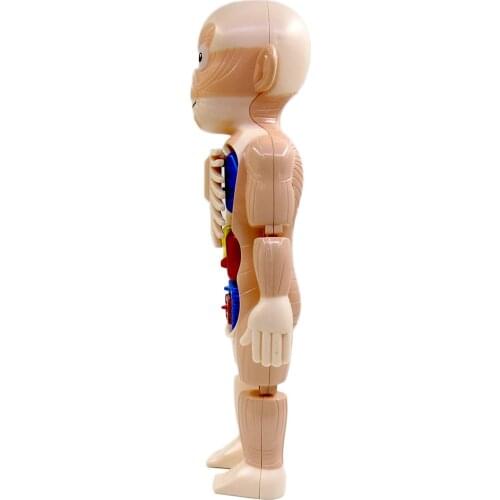 3D Human Body Anatomy Toys Model Kits Plastic for Study Human Organs 9.5x6x24cm