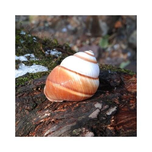 Wrinkled snail snail natural shell conch hermit crab replacement yellow bread snail