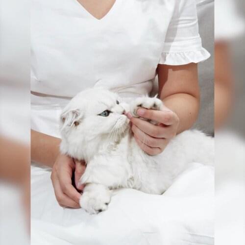 Pet Dog Nail Trimmer Cats Bird Toe Claw Pliers Supplies Stainless Steel Grooming Nails Clipper Scissors Rabbit Nail Clippers