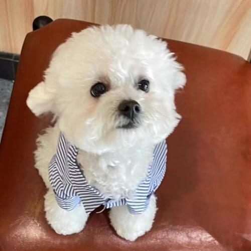 Summer Pet Dog Shirt Clothes For Small Medium Puppy Dogs Clothing Coat French Bulldog Pug Schnauzer Dropshipping GKC75