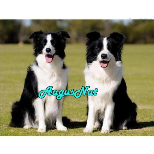 Full round dogdiamond painting border collie daimont embroidery picture diamant mosaic stickers animals diamand art stitch new