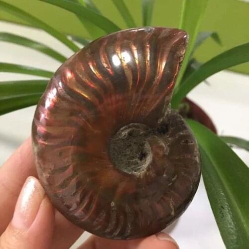 MOKAGY 2 inch Natural Crystal Ammolite Fossils Specimen Chakra Feng Shui Quartz Healing Decoration Energy Stone 40MM-50MM 1pc