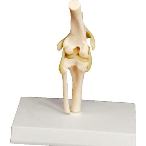 Dog knee Canine Joint model Medical Veterinary Teaching Research Skeleton Animal Teaching Training Aid