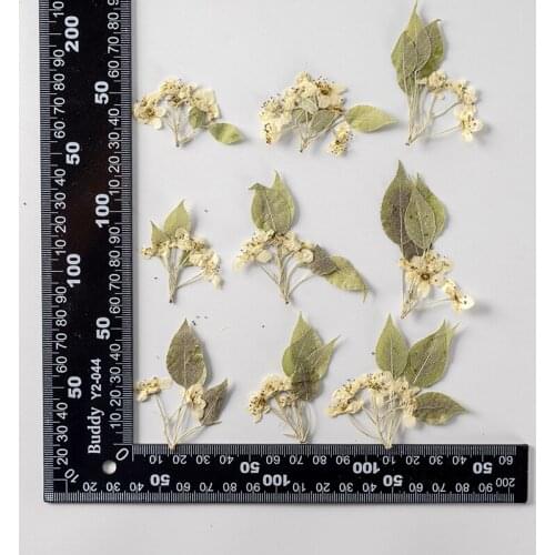 120pcs Pressed Dried Flower Pear Blossom With Stem Herbarium Epoxy Resin Jewelry Bookmark Phone Case Makeup Nail Art Craft DIY
