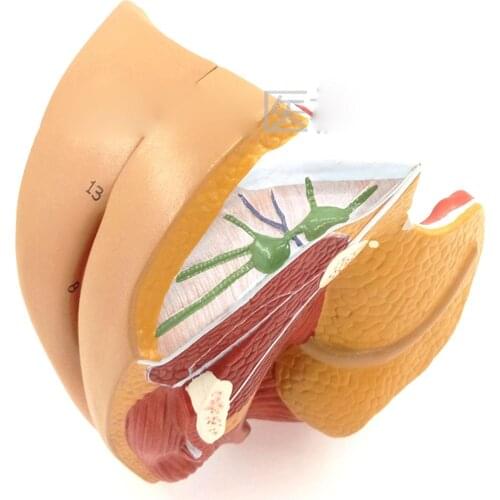 4 Part Female Human Genital System Model Anatomical Medical Anatomy Sex Education Teaching Resources