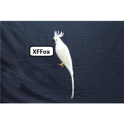 New real life Cockatoo parrot model foam&feather simulation white parrot bird gift about 60cm xf2632