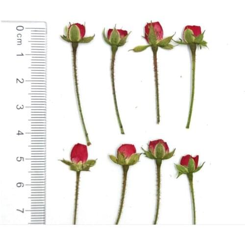250pcs Dried Side Pressed Rose Buds Flowers Plant Herbarium For Jewelry Bookmark Postcard Phone Case Invitation Card DIY Making