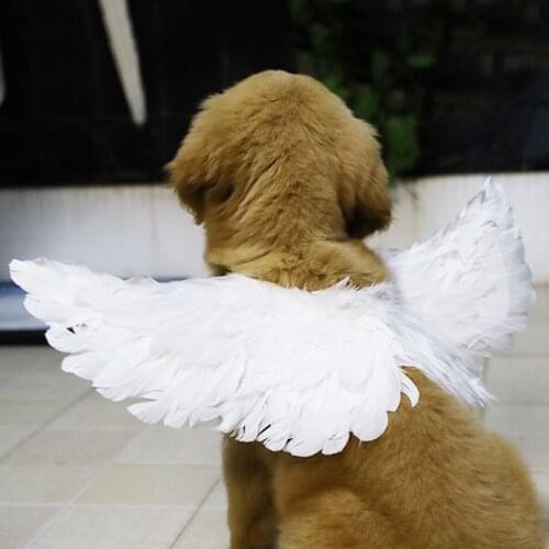 Pet Halloween Feather Wings Pet Halloween Costume Cosplay Angel Devil Wing For Dog Cat Black White Pet supplies