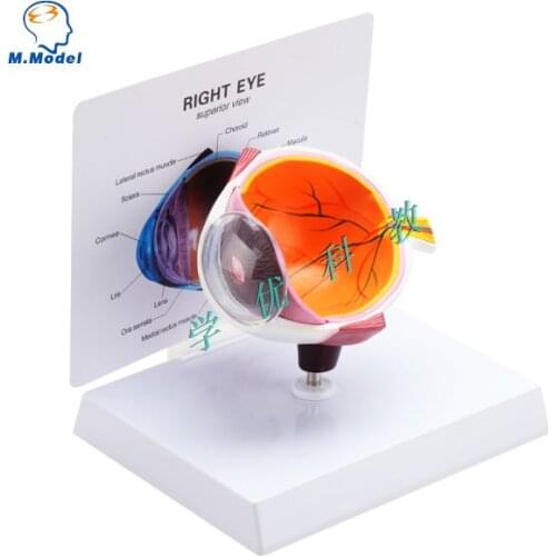 Human half eye anatomy anatomical model withiut the card