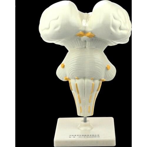 FRP Brain Stem Enlarge Models Anatomy Brainstem Models Medical Demonstration Teaching Aids Supplier
