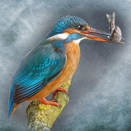 Blue Kingfisher Diamond Painting Round Full Drill Nouveaute DIY Mosaic Embroidery 5D Cross Stitch Animal Bird Pattern