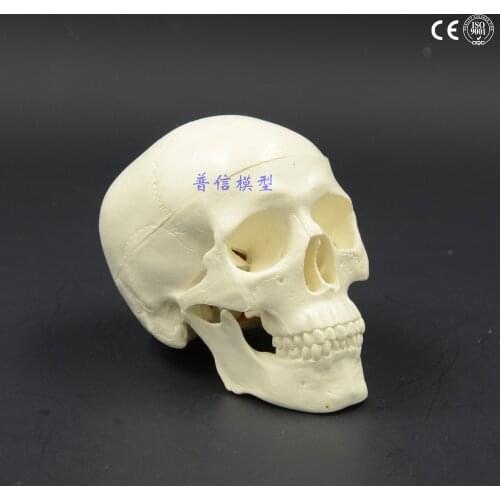 DongYun brand human mini skull model skeleton model Medical Science teaching supplies