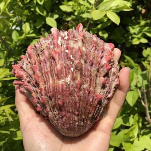 1pc rare Sea Shells Natural Scallop Seashell Beach Wedding Decorations Home Decor Ocean Ornaments DIY Craft