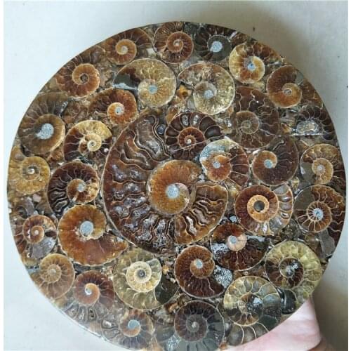 Natural stone Ammonite Shell Fossil Disc Madagascar whole ammonite fossil connected together not broken ones 15cm