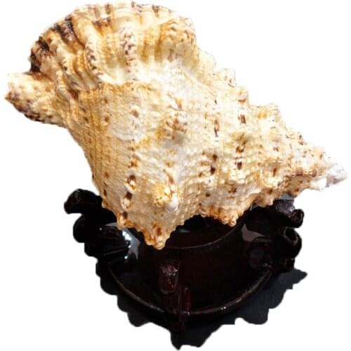 Quail Large Size Natural Frog Stone Shell,Home Decoration,Fish Tank Landscaping,Fish Tank Decoration,Max Size 26 Cm