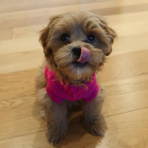 Pet Dog Sweater Winter Warm High Neck Knitted Woven Vest Soft Classic Popular Comfortable Cat Pets Clothing Accessories