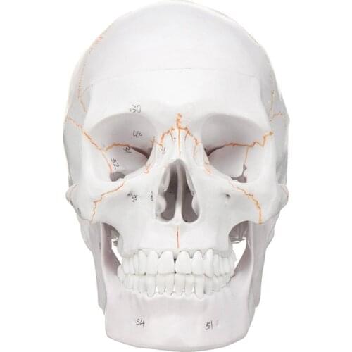 1:1 Lifesize Human Skeleton Skull Anatomy Model Medical Science Teaching Resources Dropshipping
