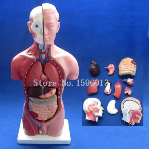 42CM Male Torso with Internal Organs 13 Parts,Human Torso model